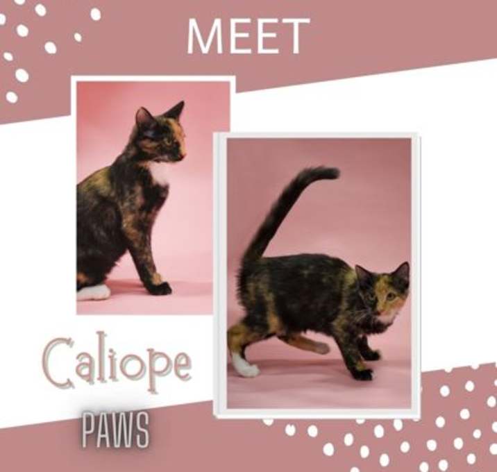 Photo of Caliope