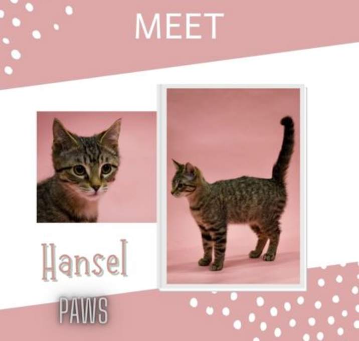 Photo of Hansel