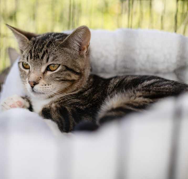 Photo of Simon (chipmunk)