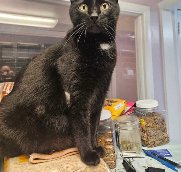 Photo of Remus