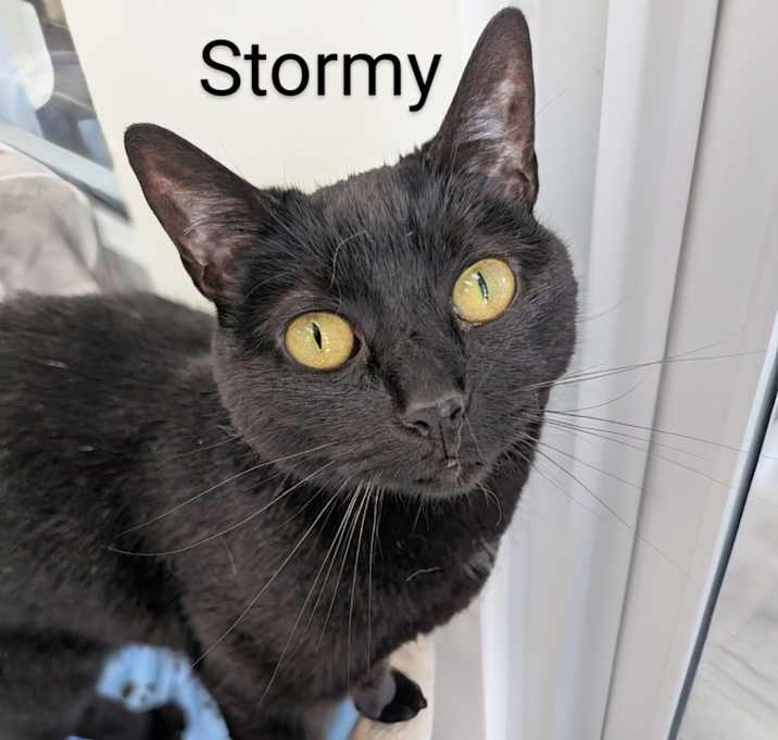 Photo of Stormy