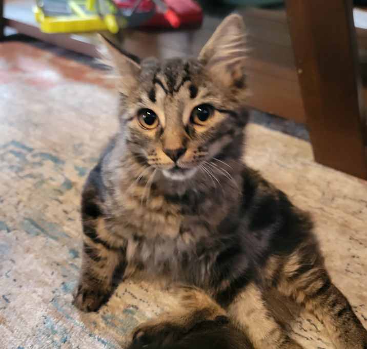 Photo of Sherlock
