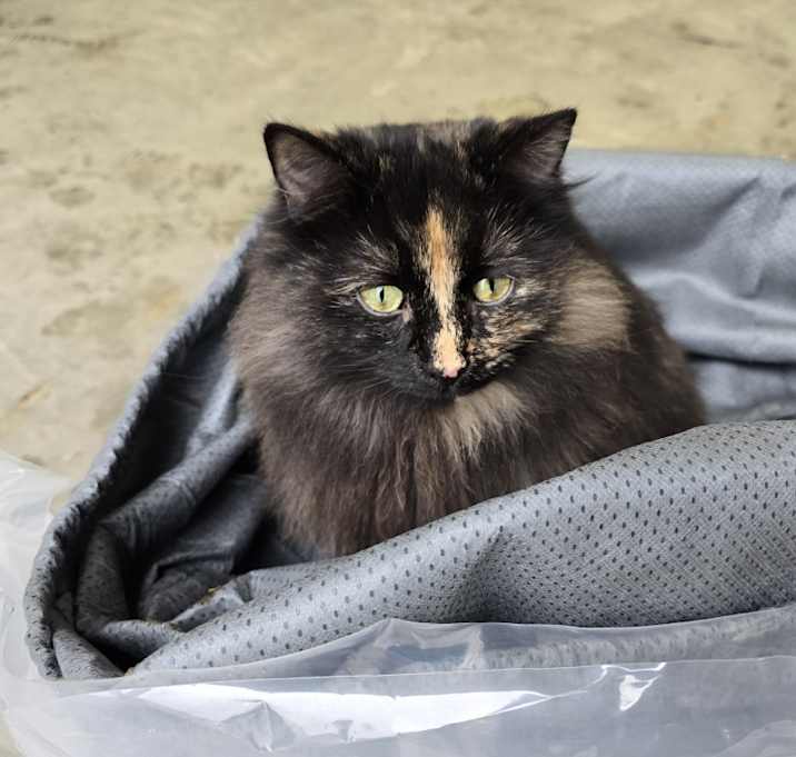 Photo of Lucky
