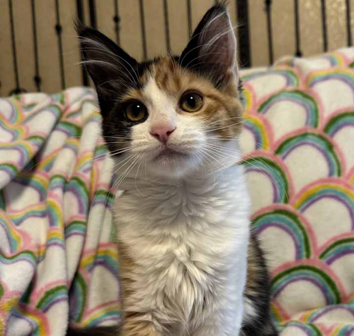 Photo of Biscotti