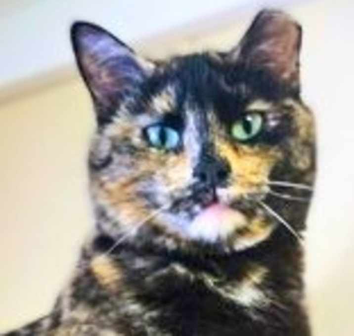 Photo of Tortie