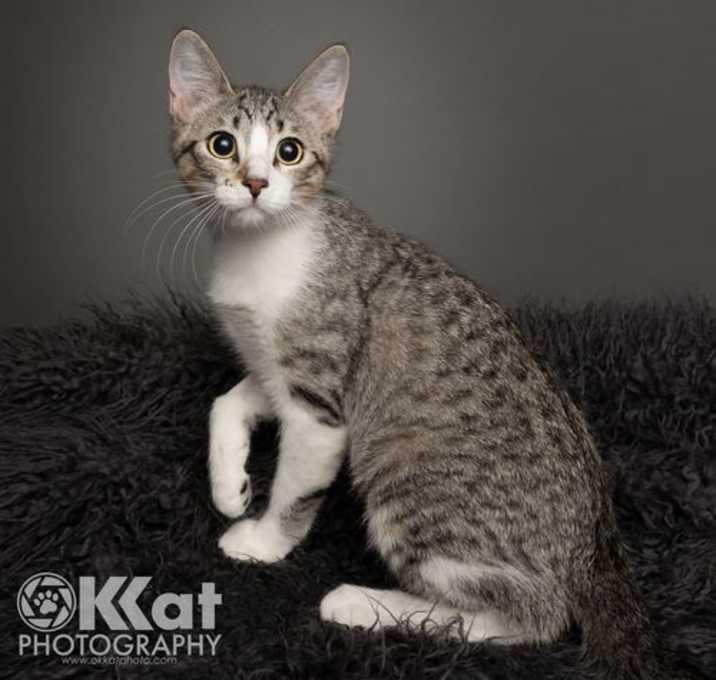 Photo of Chessie