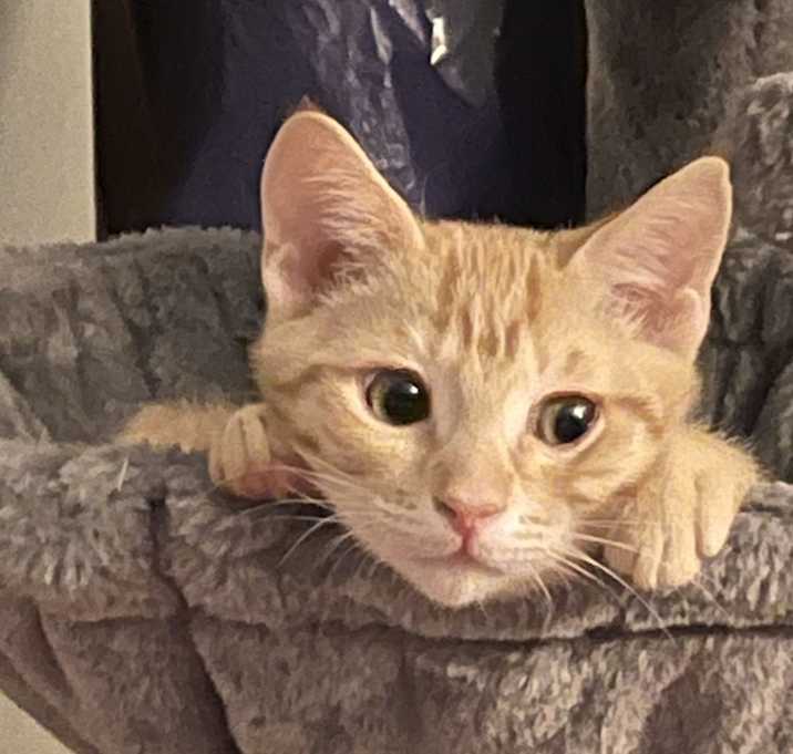 Photo of Fawkes