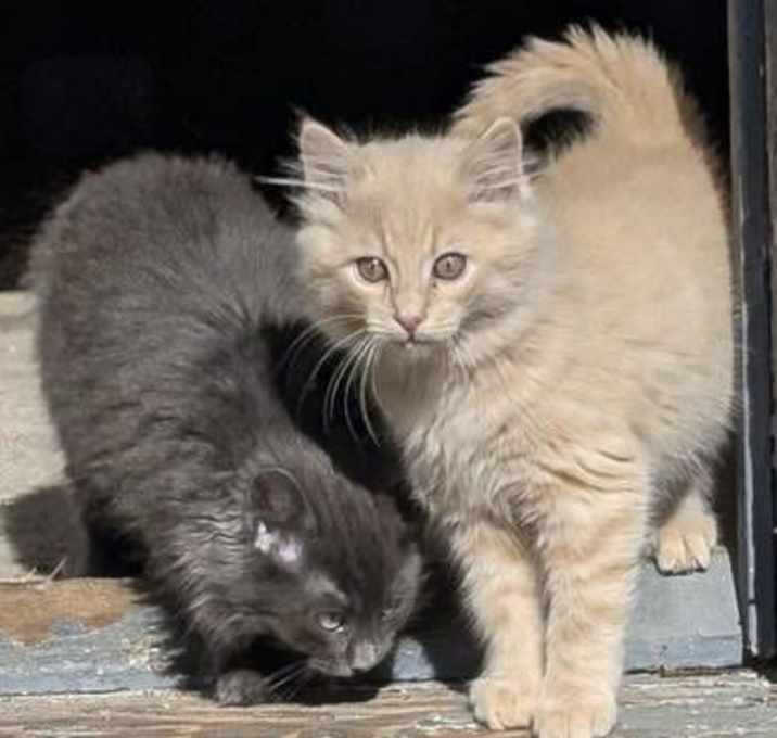 Photo of Luka & Remy - Fluffy Brothers