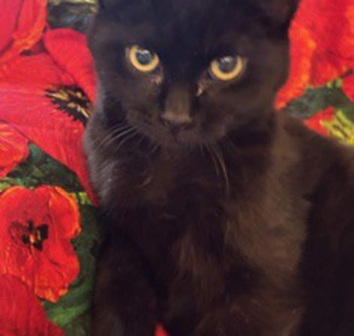 Photo of Poppy
