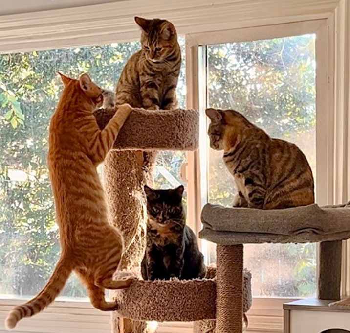 Photo of Cat Foster Needed **Video**