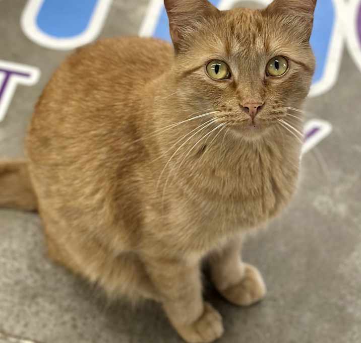 Photo of Garfield