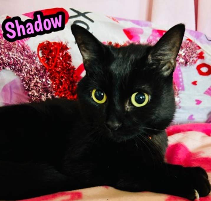 Photo of Shadow