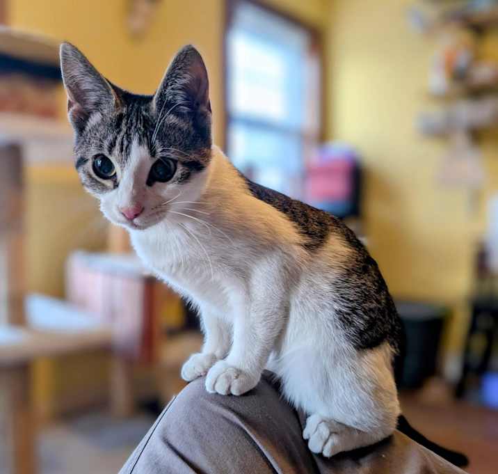 Photo of Piston