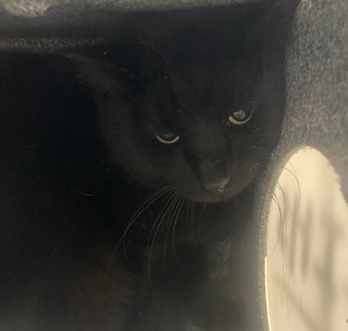 Photo of Barn Cat Charcoal