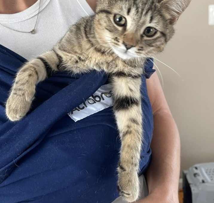 Photo of Pebbles