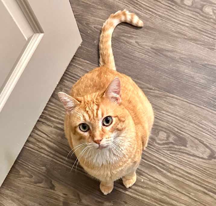 Photo of Sunkist