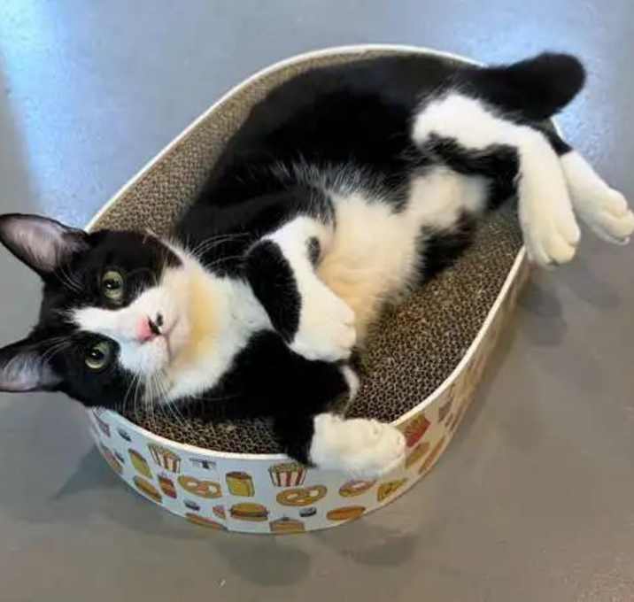 Photo of Chowder
