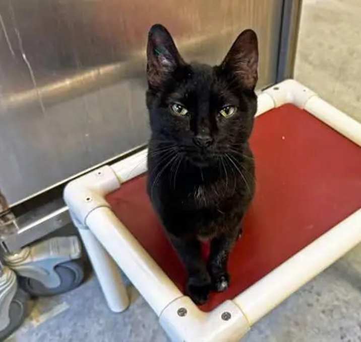 Photo of Shadow