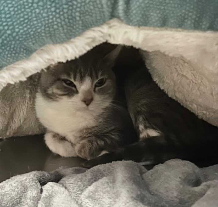 Photo of Pebble (Barn Cat)