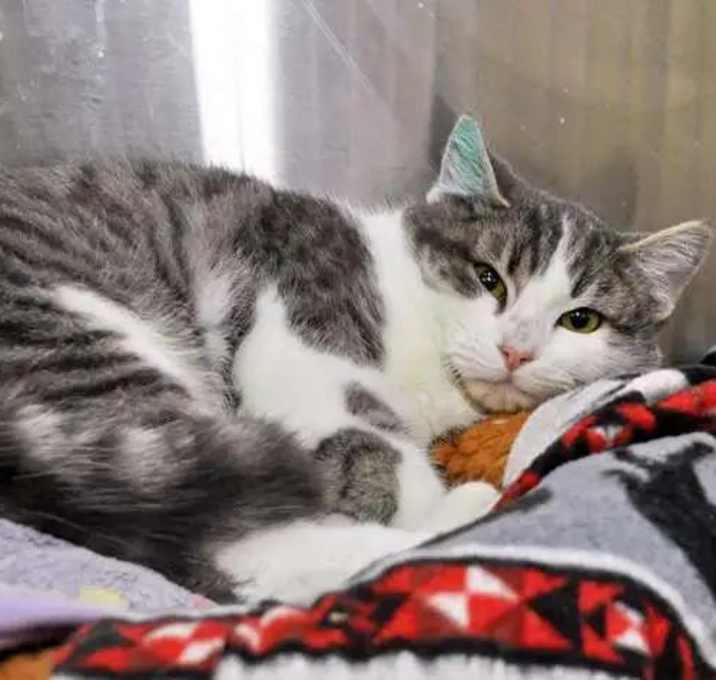 Photo of Strudel