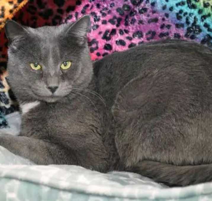 Photo of Bustapher