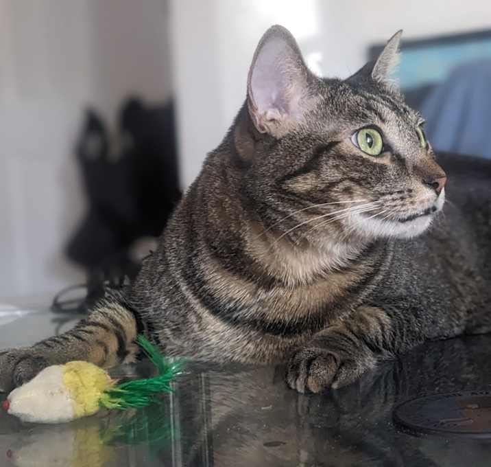 Photo of Speedy