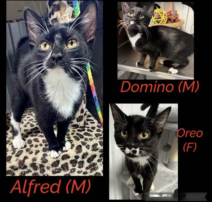 Photo of Alfred,Domino,Oreo