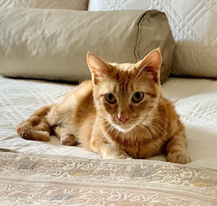 Photo of Sweet Flower - Purrfect Lover