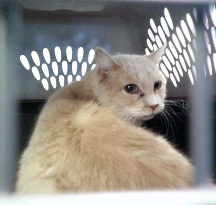 Photo of HARLEY