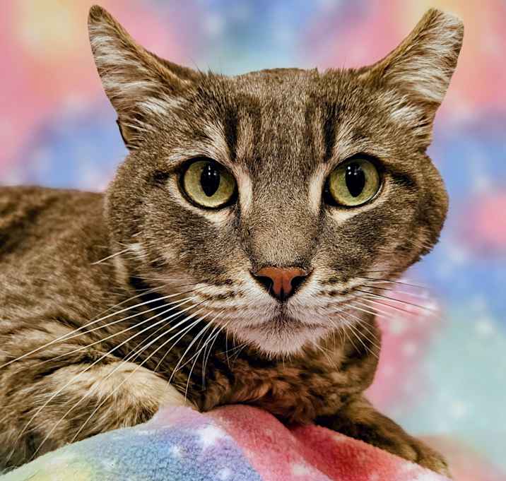 Photo of Rascal- RC PetSmart