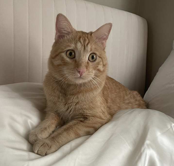 Photo of Chili