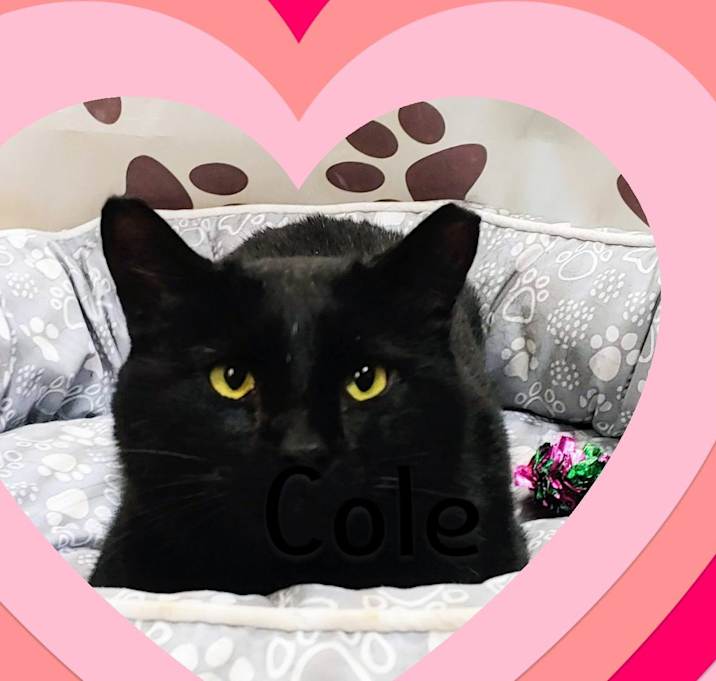 Photo of Cole
