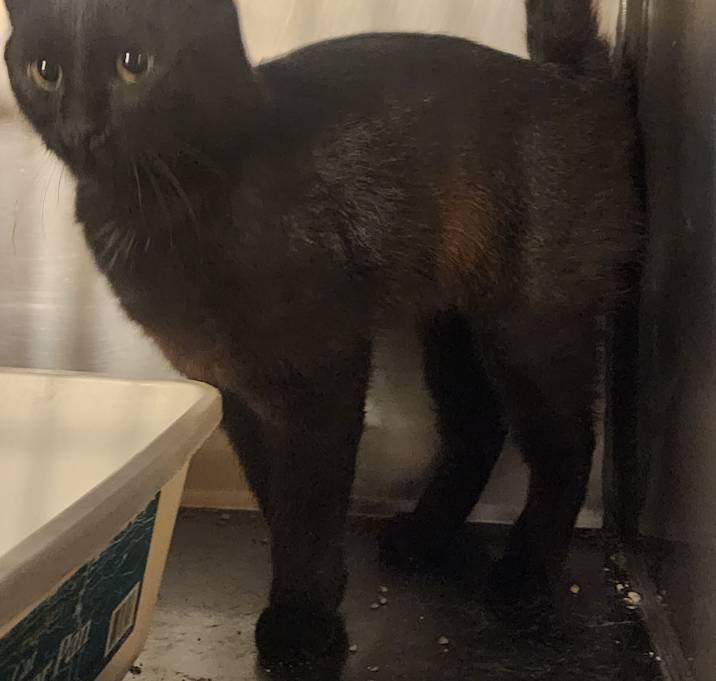 Photo of Blackie