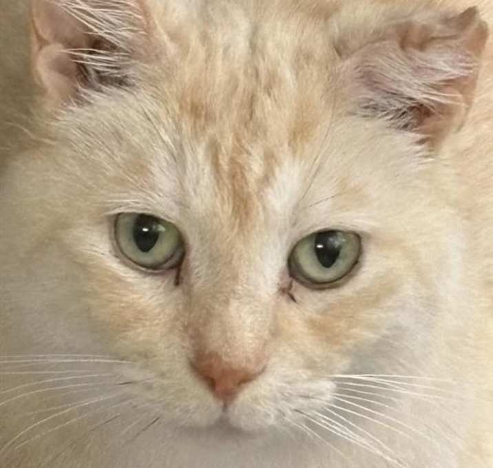 Photo of TIGER