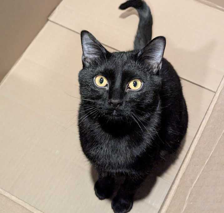 Photo of Vesper