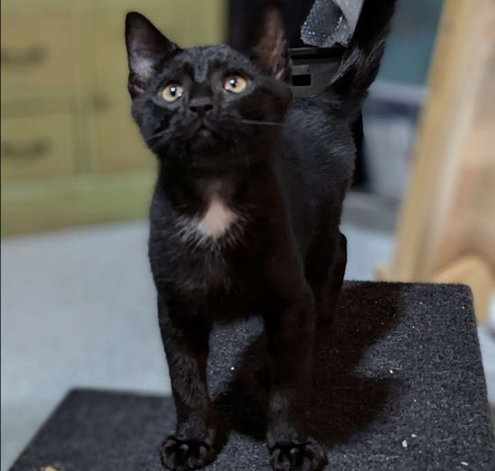 Photo of Star