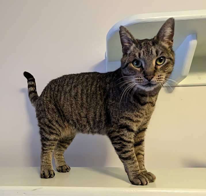 Photo of Toobie