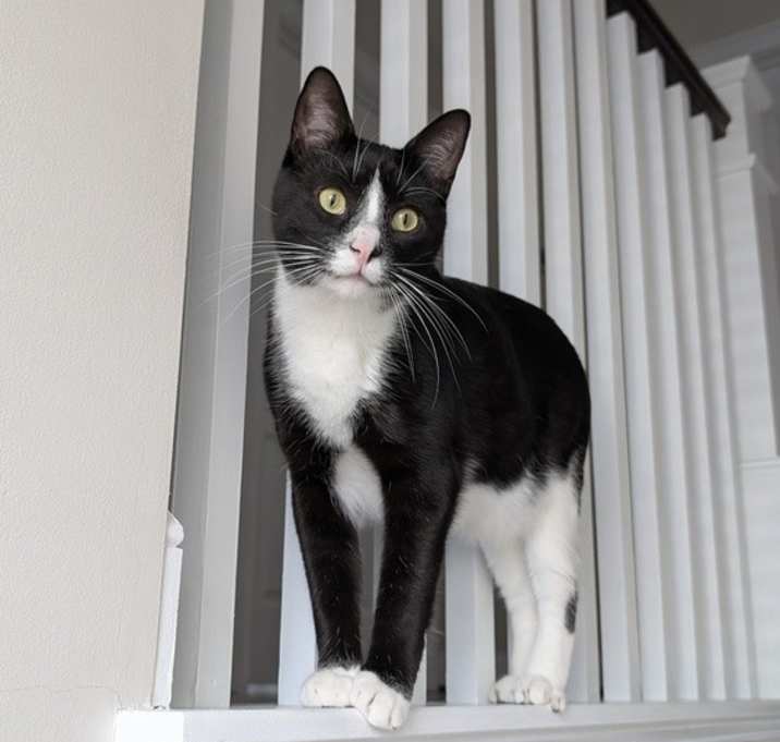 Photo of Ronan