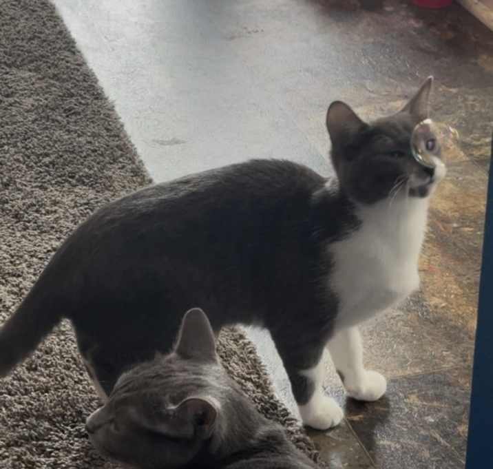 Photo of Luna