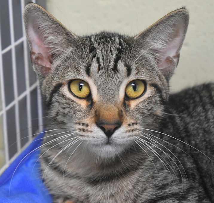 Photo of Vulcan