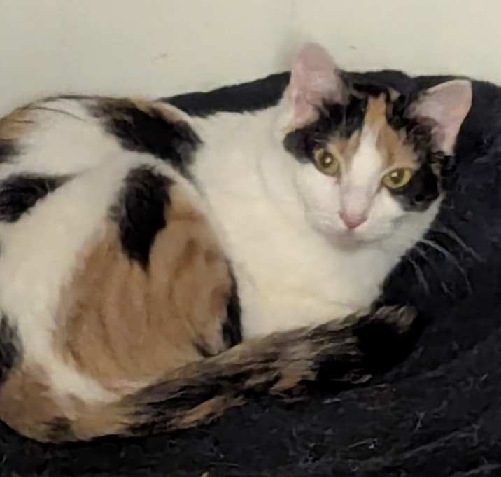 Photo of Kit