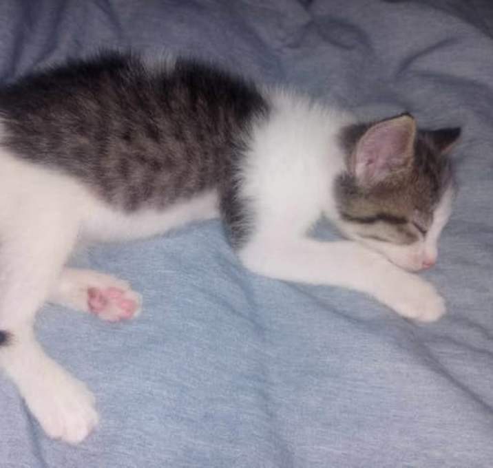 Photo of Twix