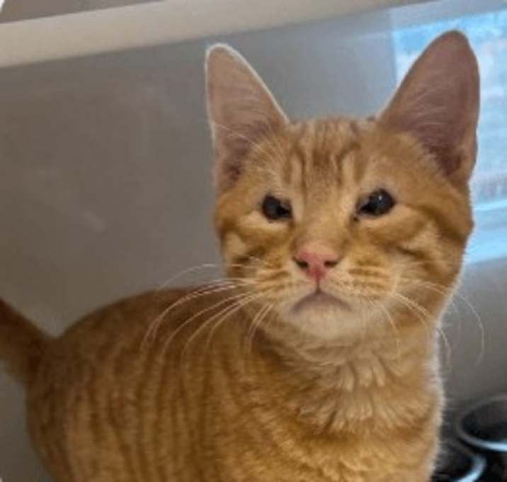 Photo of Ziggy