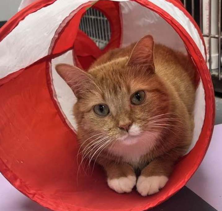 Photo of Butters