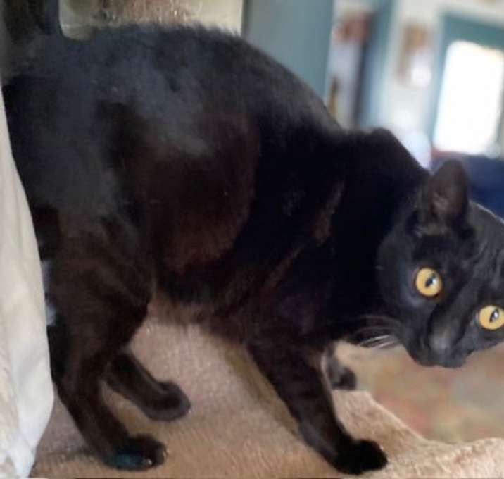 Photo of Bruce Wayne - Cuddle Knight