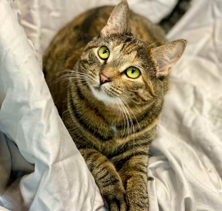 Photo of Tonette