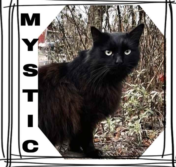 Photo of Mystic