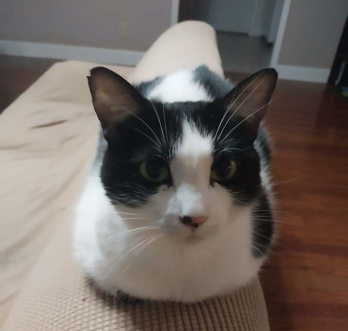 Photo of Catloaf