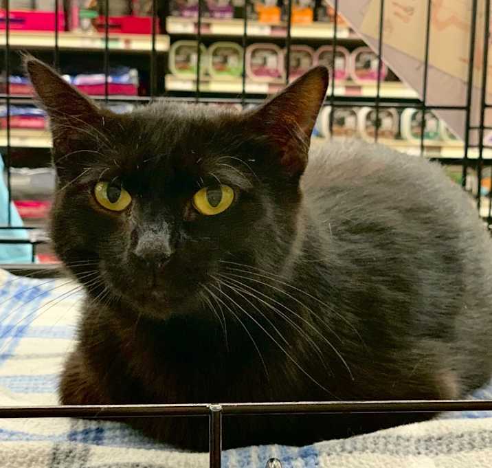 Photo of Kato