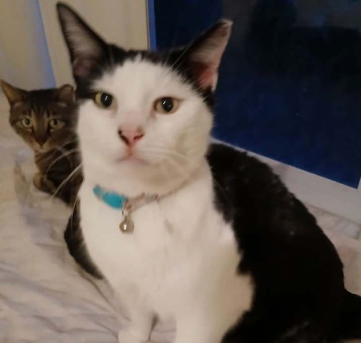 Photo of Cookie